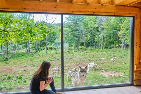 parc omega wolf cabin|hotel with wolves outside.